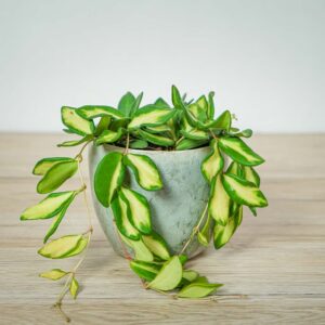 hoya-burtoniae-variegata