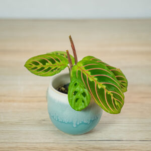 maranta-leuconeura-fascinator-tricolor