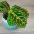 maranta-leuconeura-fascinator-tricolor