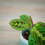 maranta-leuconeura-fascinator-tricolor