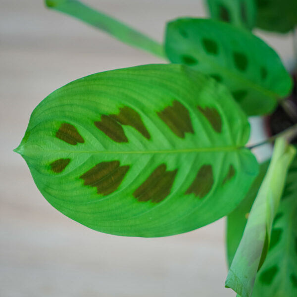 maranta-leuconeura-kerchoveana (2) maranta-leuconeura-kerchoveana