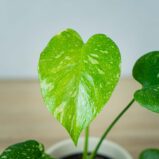 monstera-deliciosa-thai-constellation