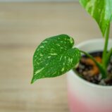 monstera-deliciosa-thai-constellation