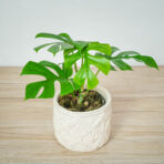 monstera-minima-little-sister
