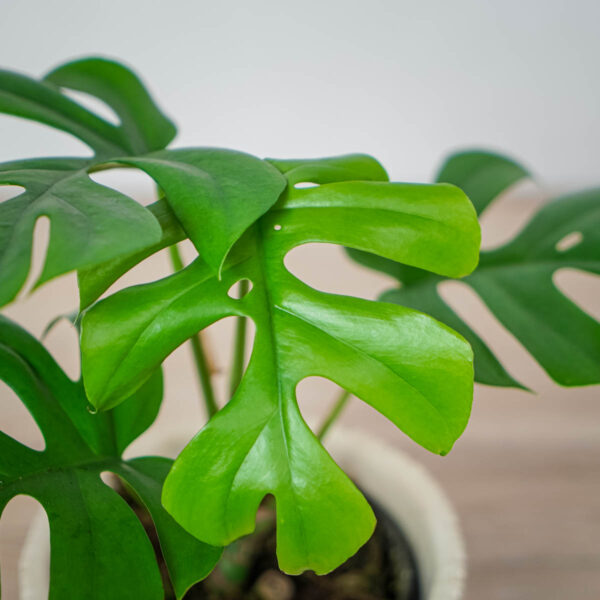 monstera-minima-little-sister (2) monstera-minima-little-sister