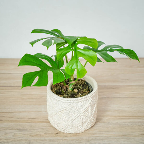 monstera-minima-little-sister