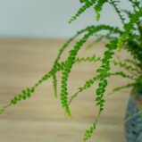 paproc-duffy-nephrolepis-cordifolia