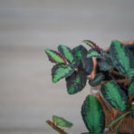 pellionia-repens-begonia-arbuzowa