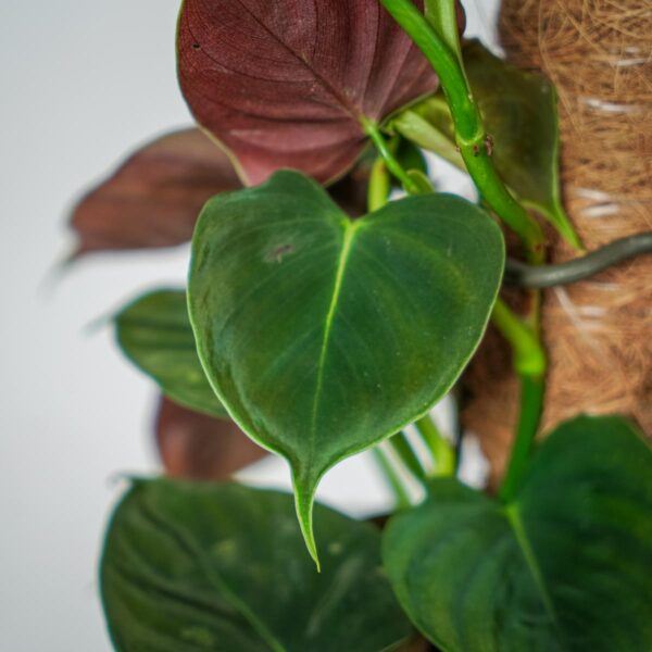 philodendron-lupinum (2) philodendron-lupinum