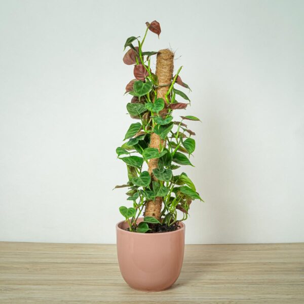 philodendron-lupinum philodendron-lupinum