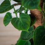 philodendron-lupinum