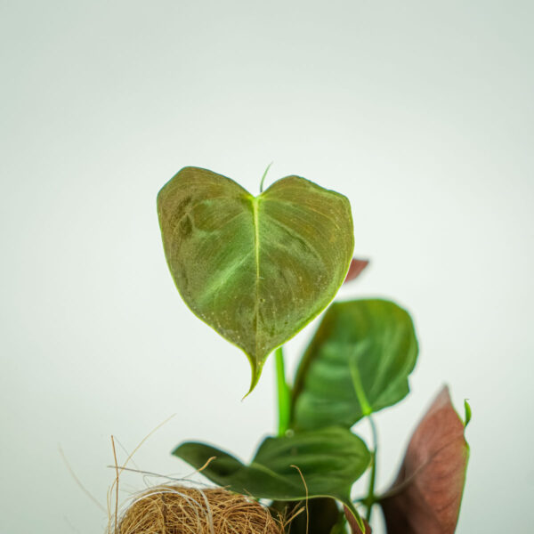 philodendron-lupinum-sadzonka philodendron-lupinum