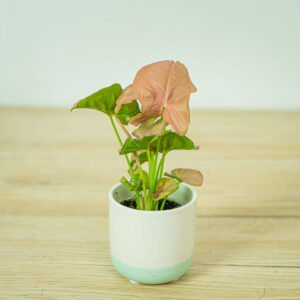 syngonium-neon-robusta-baby