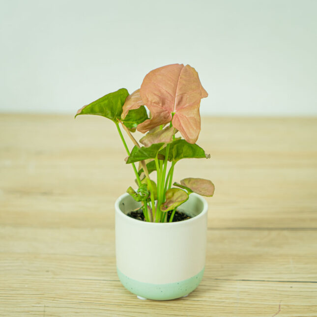 syngonium-neon-robusta-baby syngonium-neon-robusta-baby