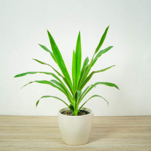 yucca-elephantipes-puck-juka