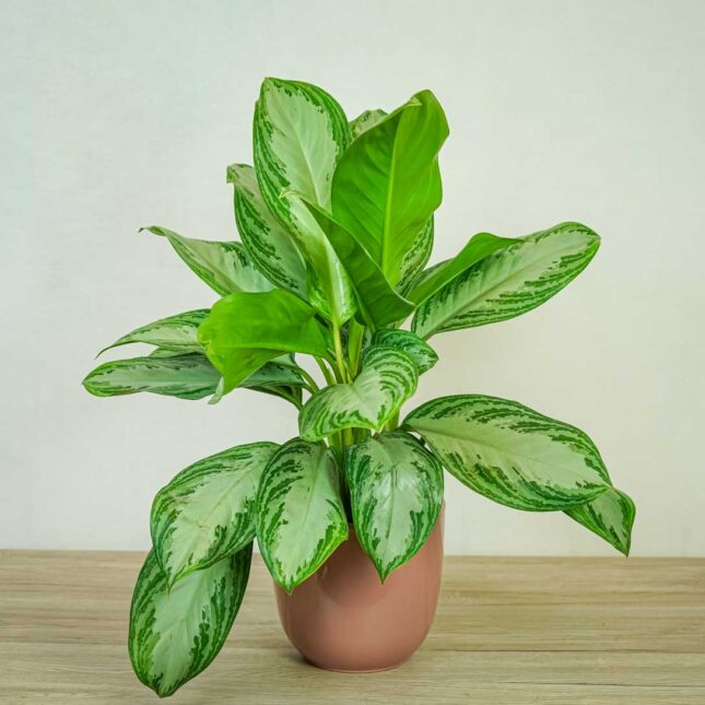 aglaonema-silver-bay aglaonema-silver-bay