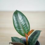 fikus-elastica-abidjan-ficus