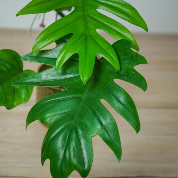 philodendron-mayoi philodendron-mayoi