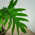 philodendron-mayoi