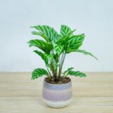 calathea-freddie