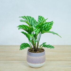 calathea-freddie