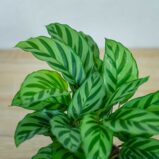 calathea-freddie