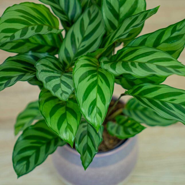 calathea-freddie calathea-freddie