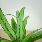 aglaonema-cutlass