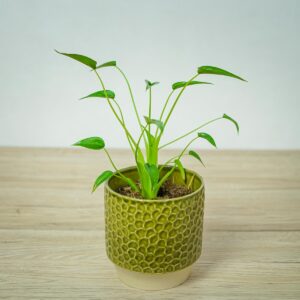 alokazja-tiny-dancer-alocasia