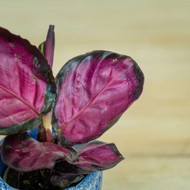 calathea-roseopicta-rosy-baby (3) calathea-roseopicta-rosy-baby