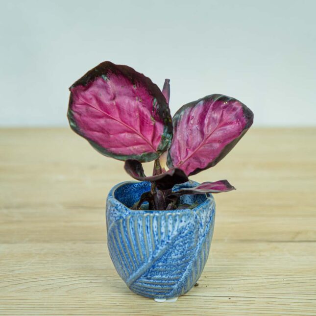 calathea-roseopicta-rosy-baby calathea-roseopicta-rosy-baby