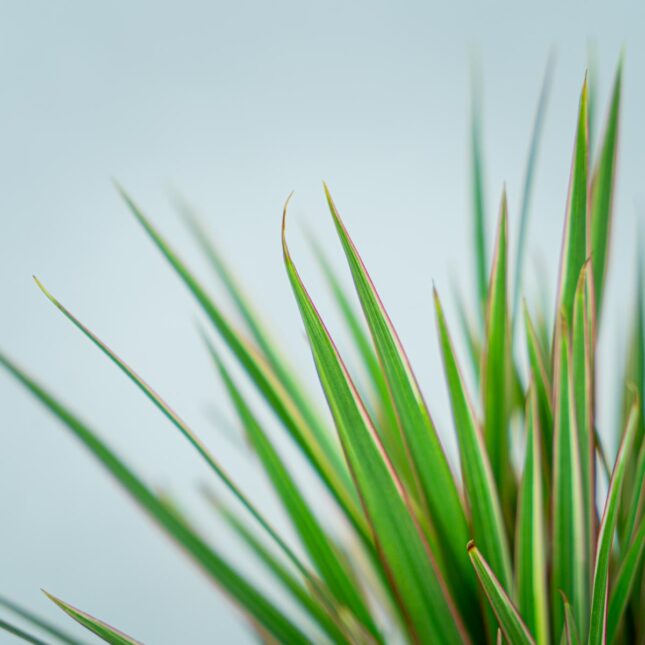 dracaena-marginata-bicolor-dracena (2) dracaena-marginata-bicolor-dracena