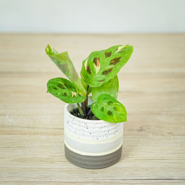 maranta-leuconeura-kerchoveana-variegata-baby maranta-leuconeura-kerchoveana-variegata-baby