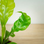 paproc-zanokcica-asplenium-nidus