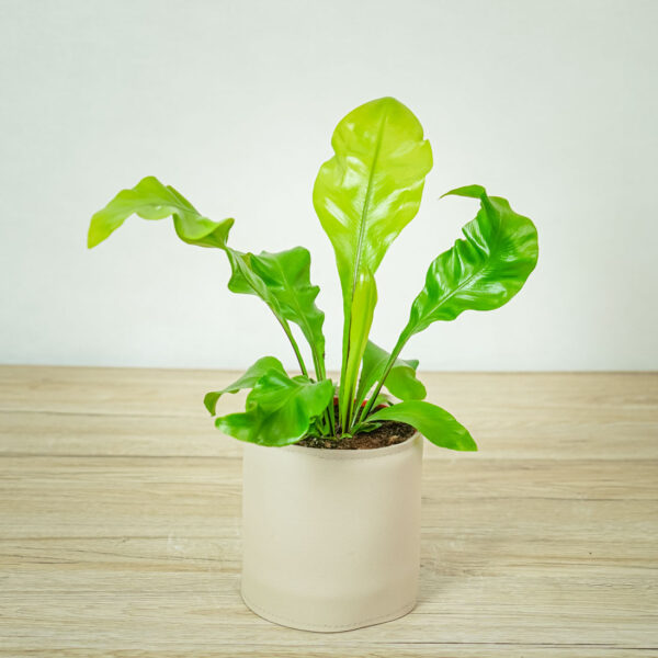 paproc-zanokcica-asplenium-nidus (3) paproc-zanokcica-asplenium-nidus