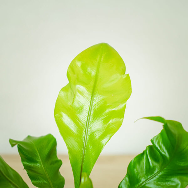 paproc-zanokcica-asplenium-nidus paproc-zanokcica-asplenium-nidus