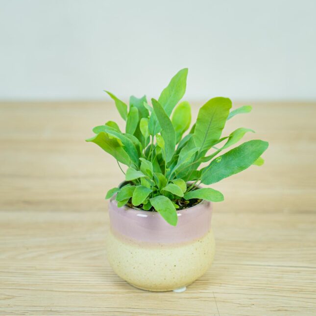 phlebodium-blue-star-baby phlebodium-blue-star-baby
