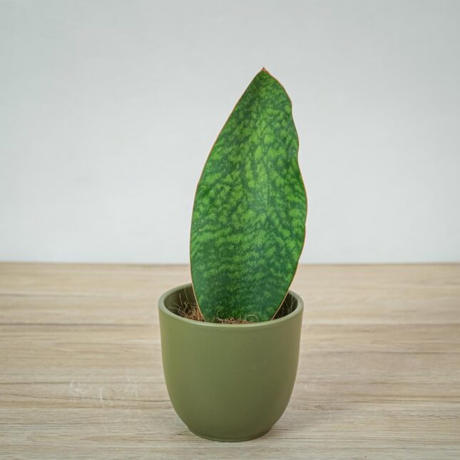 sansevieria-grandis sansevieria-grandis