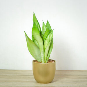 sansevieria-moonshine