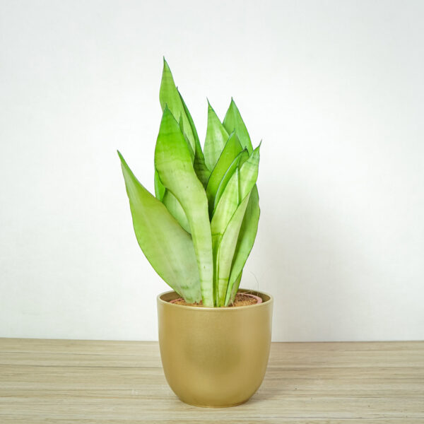 sansevieria-moonshine sansevieria-moonshine