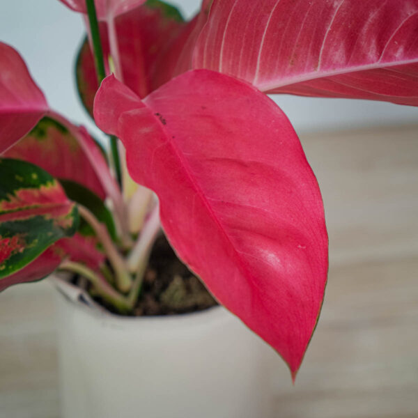 aglaonema-orange-star aglaonema-orange-star