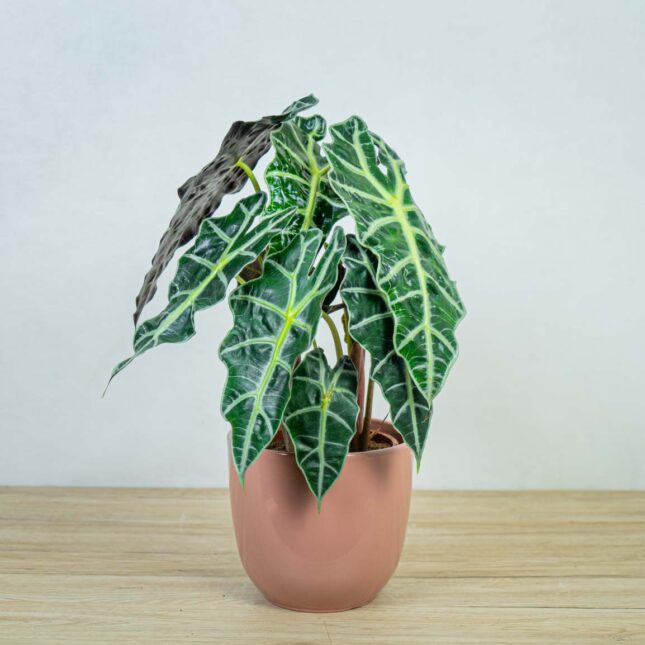 alokazja-polly-alocasia