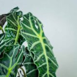 alokazja-polly-alocasia