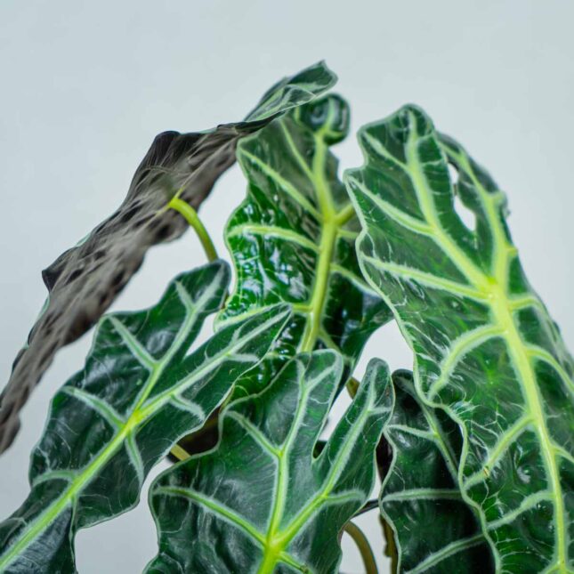 alokazja-polly-alocasia alokazja-polly-alocasia