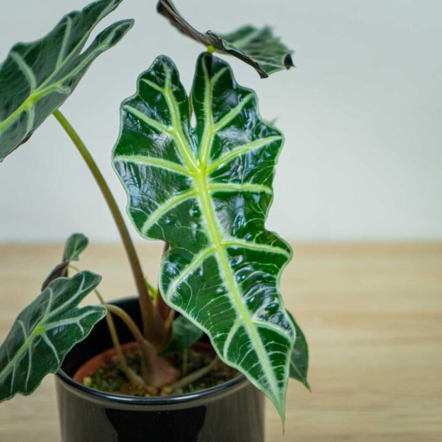 alokazja-polly-alocasia alokazja-polly-alocasia