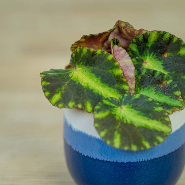 begonia-cleopatrae-baby begonia-cleopatrae-baby
