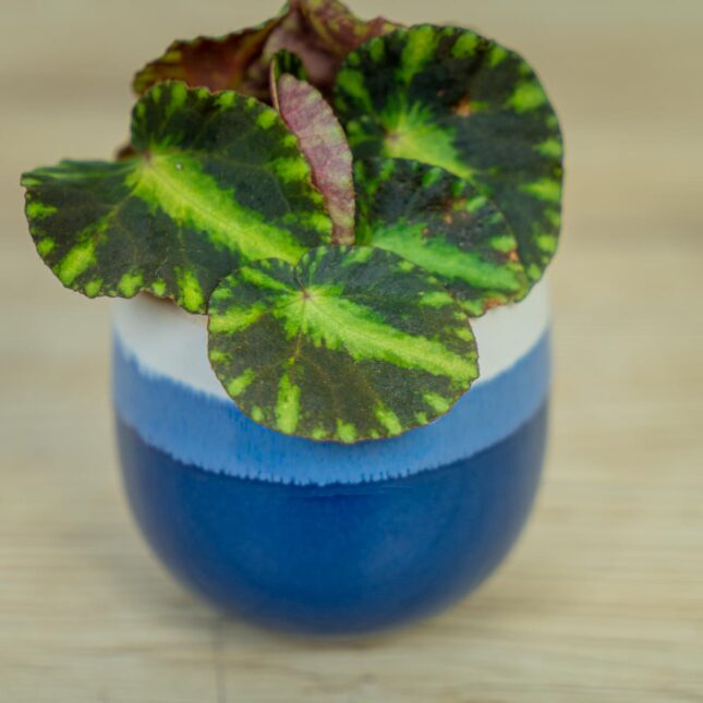 begonia-cleopatrae-baby begonia-cleopatrae-baby