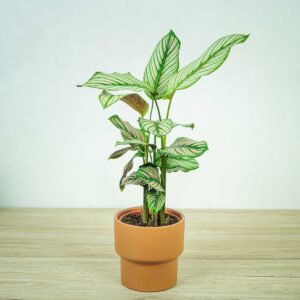 calathea-white-star