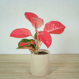 aglaonema-orange-star
