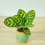 calathea-makoyana-baby